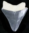Serrated, Grey Bone Valley Megalodon Tooth #21554-1